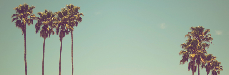 palm-trees