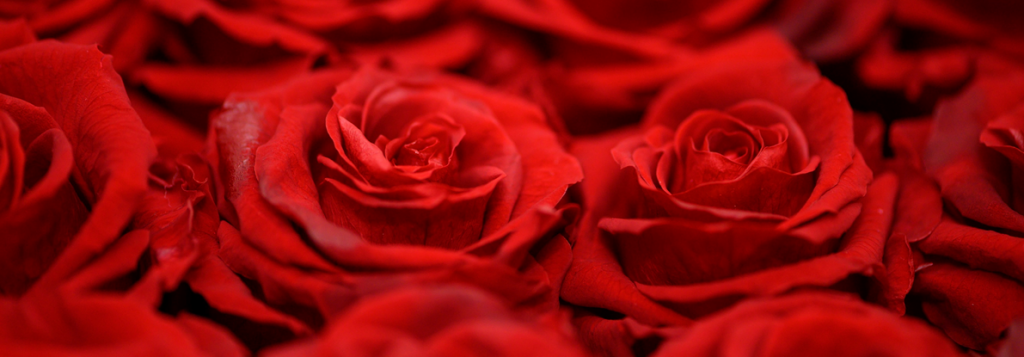 Happy Valentines Day