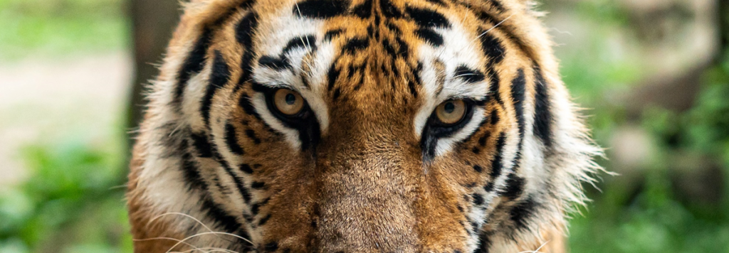 The Year of the Tiger